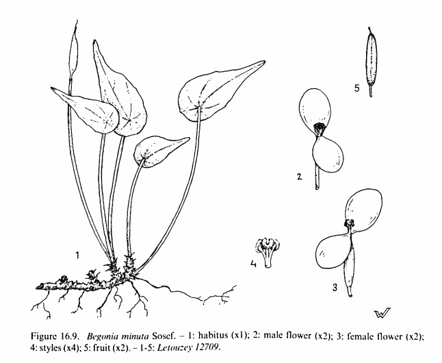 B. minuta